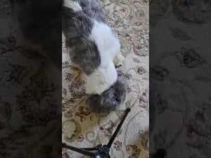 1781485689hqdefaultjpg Pastafina